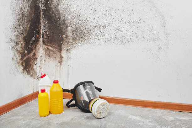 Attic Mold Removal in Carlisle, PA