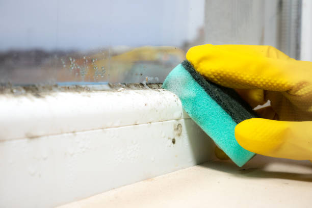Mold Testing and Removal in Carlisle, PA